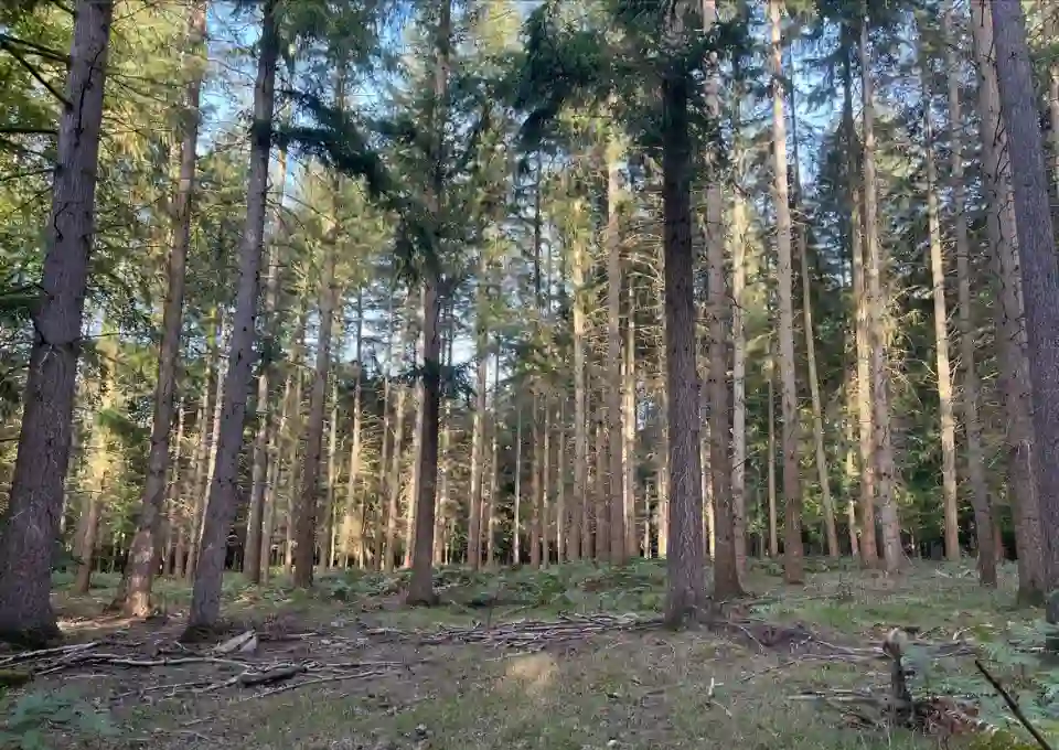Scierie-Croix-Maitre-Renault-Foret Exploitation forestière - Scierie Croix-Maitre-Renault